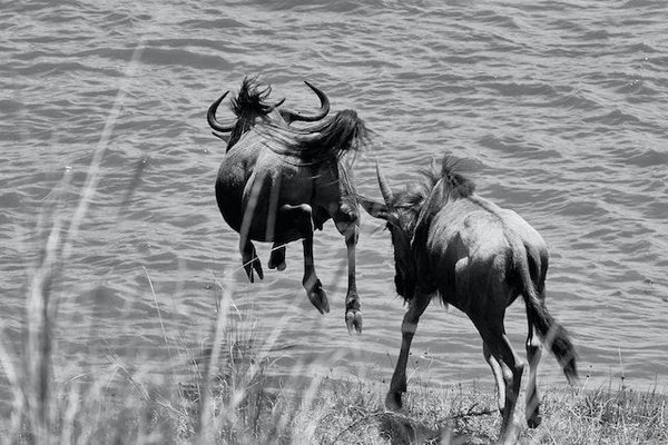 Où observer les migrations animales spectaculaires ?
